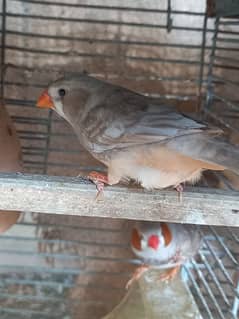 Mutation Finches & Silver java for sale