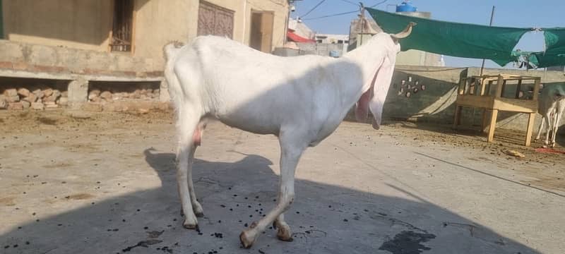 gulabi or bateri bakri for sale 6