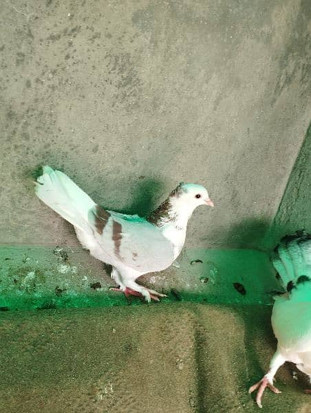 fancy pigeon, simple kabutar 1