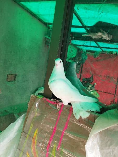 fancy pigeon, simple kabutar 2