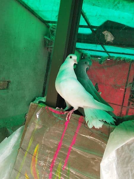 fancy pigeon, simple kabutar 3