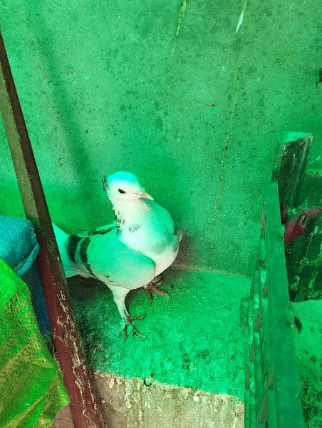 fancy pigeon, simple kabutar 4