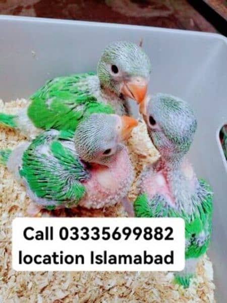 Each 4500 Fixed Green Ring Neck Jumbo Size Parrot Chicks 0