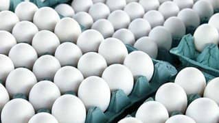 Fresh Farmi Eggs at Wholesale prices! 0