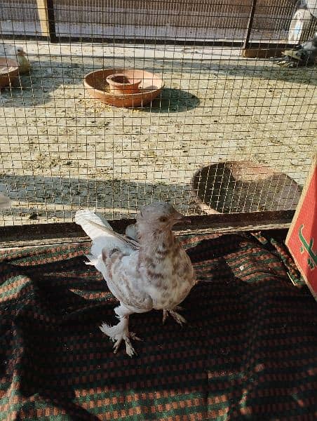 pigeons   / kabooter for sale. 2