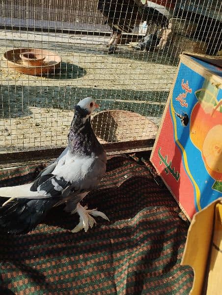 pigeons   / kabooter for sale. 4