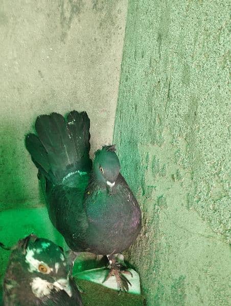 pigeons   / kabooter for sale. 7