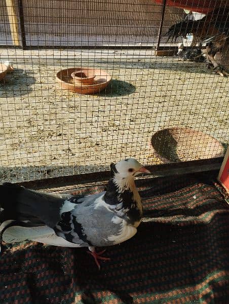 pigeons   / kabooter for sale. 8