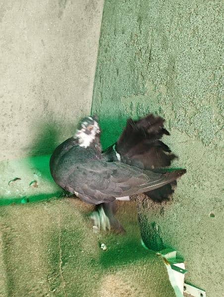 pigeons   / kabooter for sale. 9