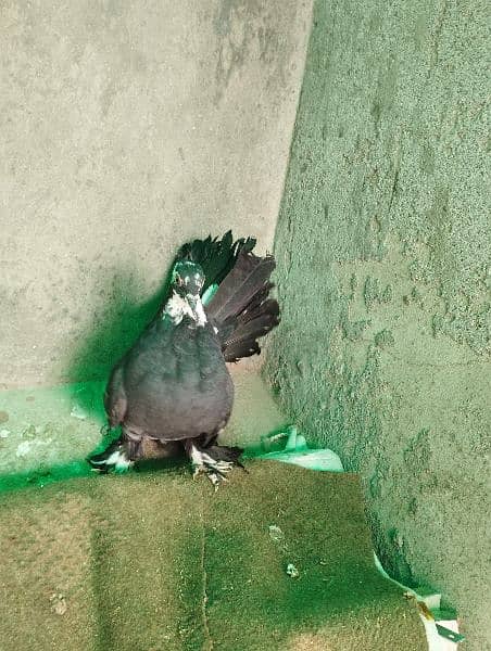 pigeons   / kabooter for sale. 10