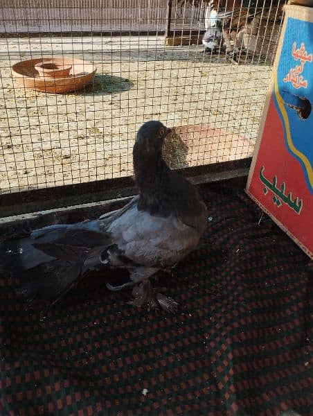 pigeons   / kabooter for sale. 12