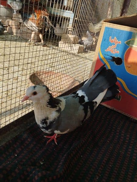 pigeons   / kabooter for sale. 13