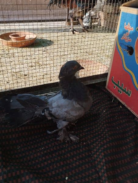 pigeons   / kabooter for sale. 14