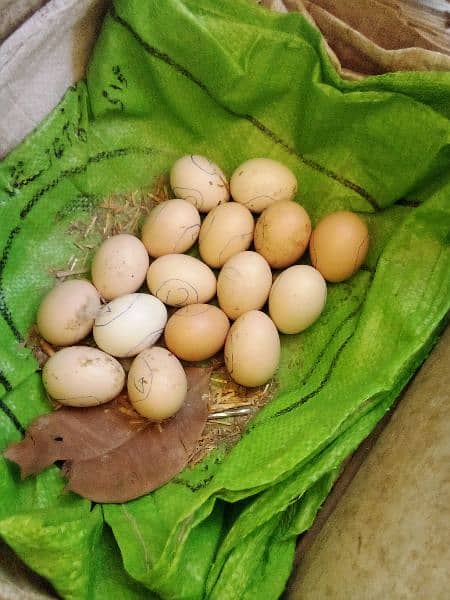 Fertile Eggs Home Breed Desi Aseel Mix 4