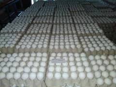 Farmi Eggs Fresh and High Quality at Wholesale Cheap Price!