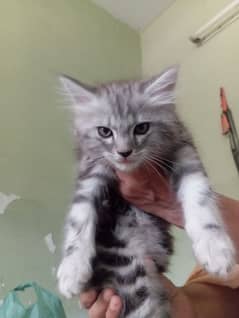 Selling Persian kittens healthy pair lion face