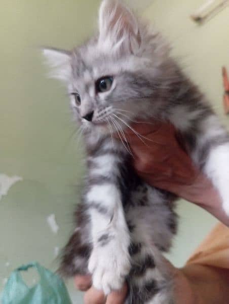 Selling Persian kittens healthy pair lion face 1
