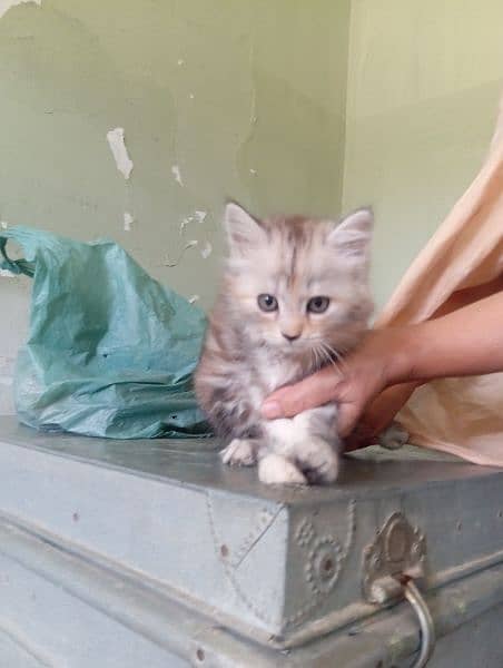 Selling Persian kittens healthy pair lion face 2
