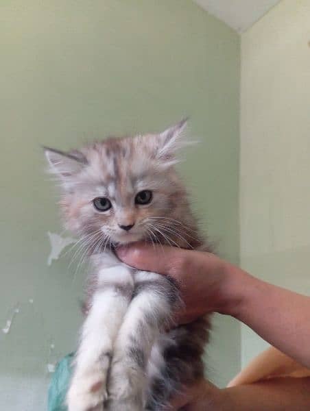 Selling Persian kittens healthy pair lion face 3