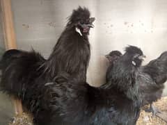 Black Silkie Egg Laying Breeder Pair for Sell.