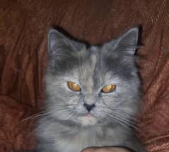 Grey persian cat 0