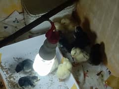 australop,misri chicks and eggs available for sale