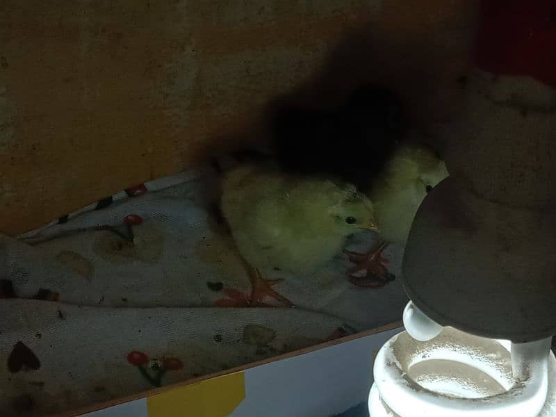 australop,misri chicks and eggs available for sale 1
