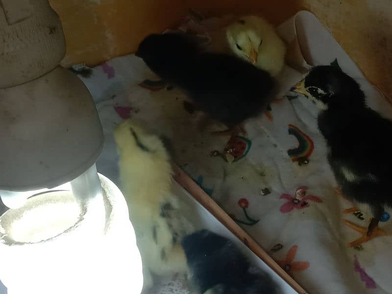 australop,misri chicks and eggs available for sale 2