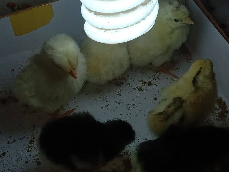 australop,misri chicks and eggs available for sale 3