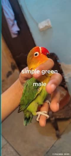 Simple green fisher male and green/split/blue/split ino