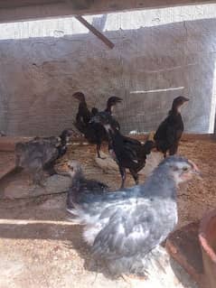 fancy bantum chicks are available
