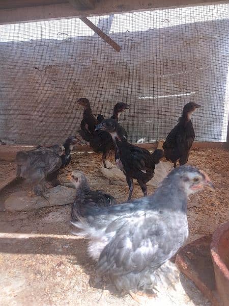 fancy bantum chicks are available 0