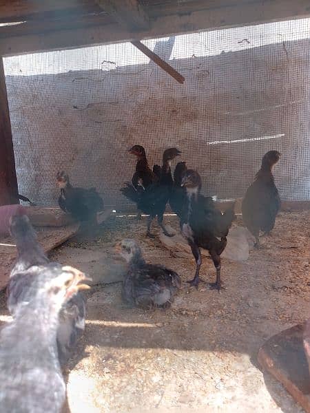 fancy bantum chicks are available 1