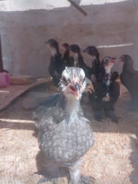 fancy bantum chicks are available 2