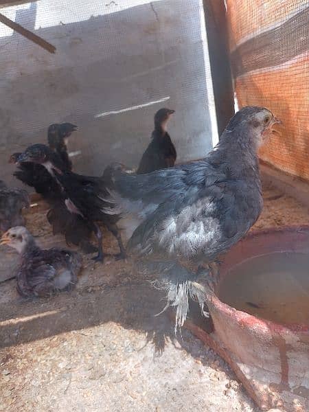 fancy bantum chicks are available 3