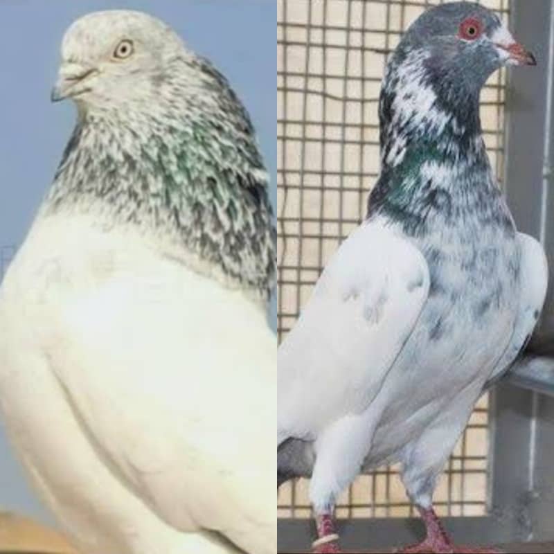 Mix Sherazi pigeons for sale including 3 cage 3