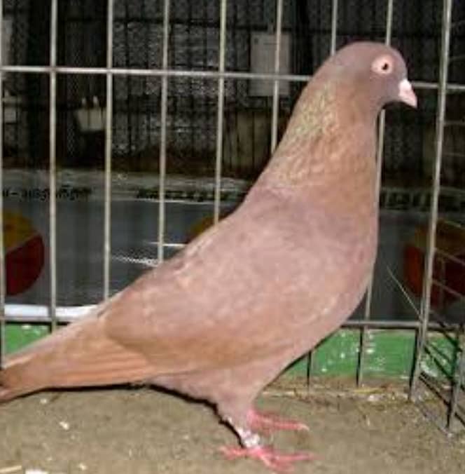 Mix Sherazi pigeons for sale including 3 cage 4