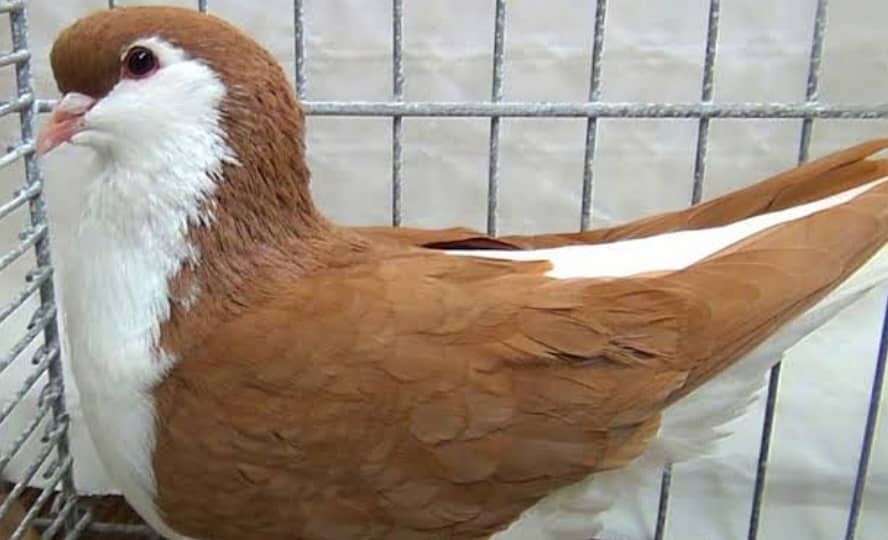 Mix Sherazi pigeons for sale including 3 cage 5