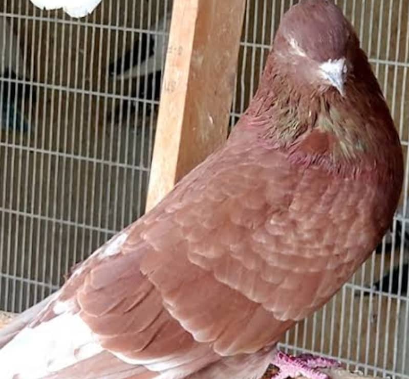 Mix Sherazi pigeons for sale including 3 cage 6