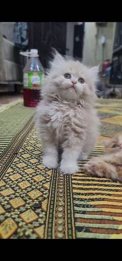 Persian kittens/ 03214594593