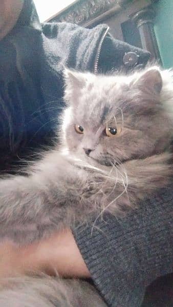 beautiful Persian female cat for sale 0