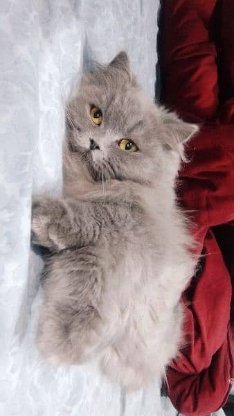 beautiful Persian female cat for sale 1