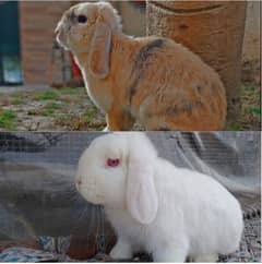 Holland lop breeder pair / punch face