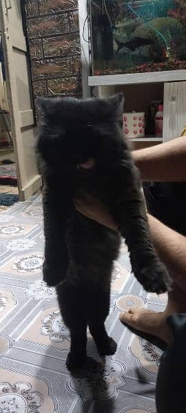 Persian Cat For sale /Billa /Family Cat 1