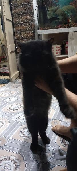 Persian Cat For sale /Billa /Family Cat 2