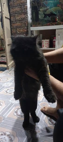 Persian Cat For sale /Billa /Family Cat 4