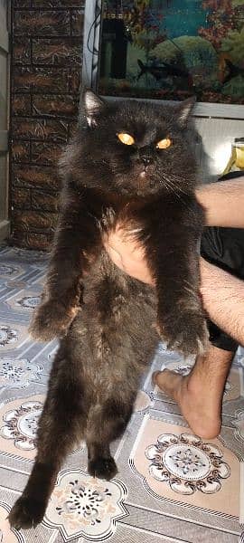 Persian Cat For sale /Billa /Family Cat 6