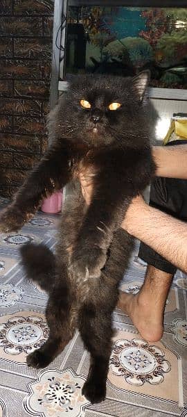 Persian Cat For sale /Billa /Family Cat 7