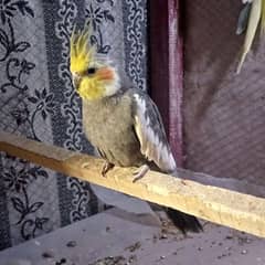 Cocktail gray male for sale Contact:03134311551