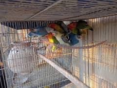 some mix love birds are available with healthy and active